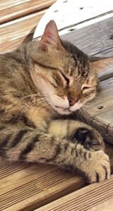 batiment-cremacat-le-boulou