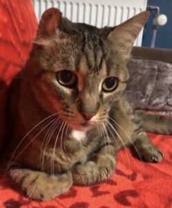 berger-allemand-caly-hommage