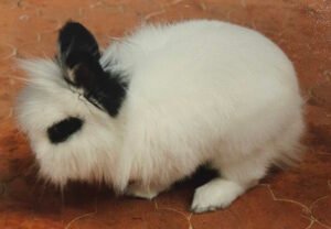 ceremonie-hommage-animal-compagnie