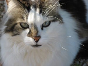 collecte-chien-chat-apres-deces