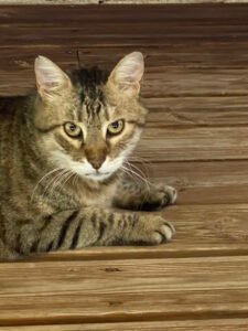 crematorium-animalier-pyrenees-orientales
