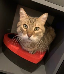 deuil-animal-compagnie-histoire-cremacat