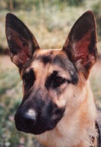 engagement-ecologique-cremation-animale