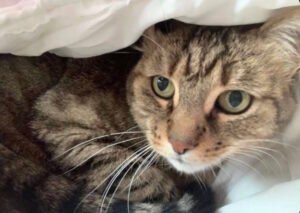 equipe-cremacat-hommage-animaux