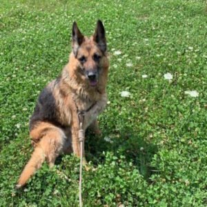 famille-fondatrice-cremacat