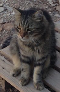 fondateurs-cremacat-sylvie-stephane