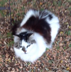 histoire-personnelle-crematorium-animalier