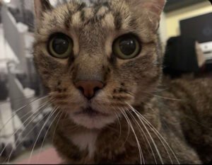 portrait-fondateurs-crematorium-animalier