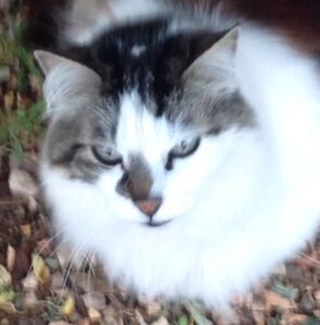 projet-familial-cremation-animaux