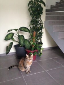 relation-humaine-animal-depart-digne