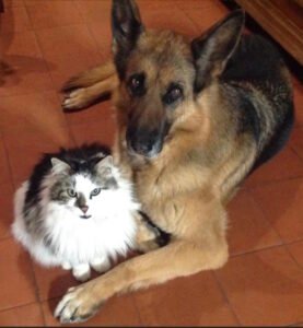 urne-bijou-souvenir-chien-chat