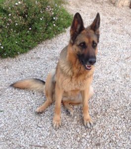 urne-bijou-souvenir-chien-chat-66