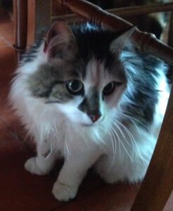 vehicule-transport-animal-decede